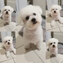 Free Bichon Frise for a good new home-0