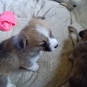 Pembroke Corgi puppies for sale-2