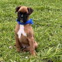 Boxer puppies -5