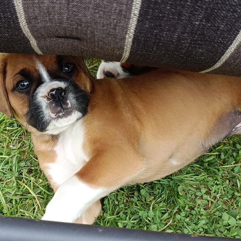 Purebred Boxer puppies, 7 weeks old ready for forever homes