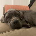 Neopolitan Mastiff - Wolf -5