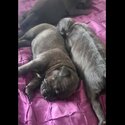 cane corso/ english staffy-3