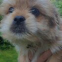 Beautiful boy puppy for sale-2