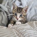 Male tabby / white kitten-0