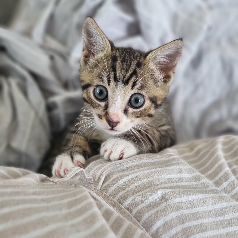 Male tabby / white kitten