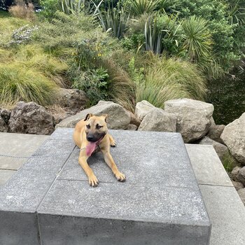 Buddy-German Shepherd mixed with Labrador