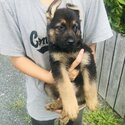 German shepherd puppies-2