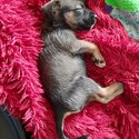 Miniature schnauzer x border terrier pup, female-0