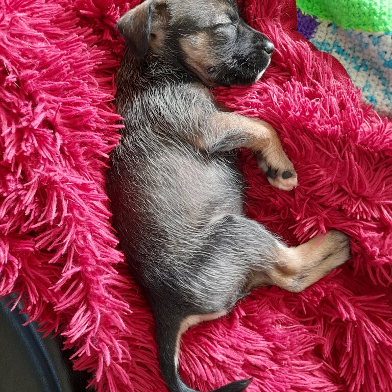 Miniature schnauzer x border terrier pup, female