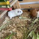 2 female Guinea pigs-2