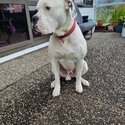 Lolly - American Bulldog - 2 Years - Full Male-1