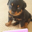 Rottweiler Puppies-2