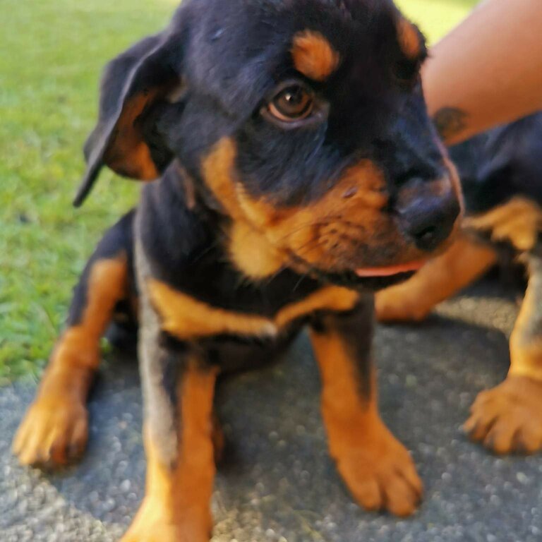 Pure breed rottweiler puppys 