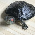 Beautiful red eared turtle and tank free to a good home!-2