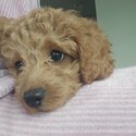 Loving F1B Cavoodle 5 month Puppy Seeking Forever Home