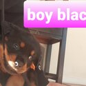 Rottweiler Puppies-4