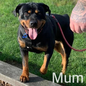 Purebred Rottweiler puppies