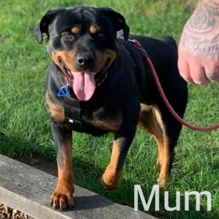 Purebred Rottweiler puppies