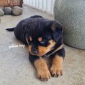 Purebred Rottweiler Puppies For Sale-2