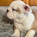 Male &amp; Female English Bulldog Puppies Available .-1