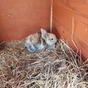 Gorgeous Minilop Baby Rabbit-1