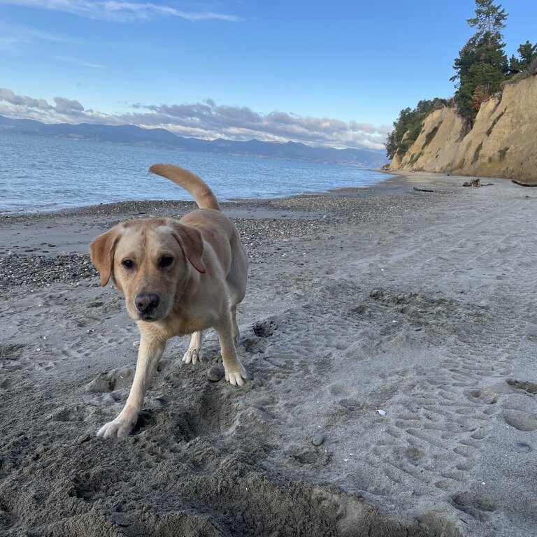 Labrador puppy/dog ready for a new home