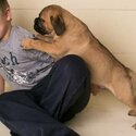 Absolutely affordable Bullmastiff Puppies – Ready for their new homes-0