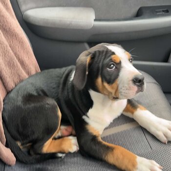 Mixed American bulldog 