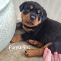 Purebred Rottweiler Puppies For Sale-1