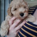 F2 Cavoodle puppies -3