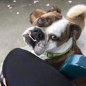 Barkly the British bulldog needs a new home -2