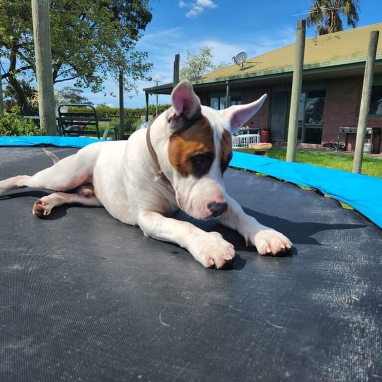 Bully Boxer pups