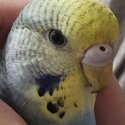 Female beautiful budgie-0