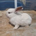 Mini lop rabbits -4