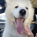 Samoyed needing to be rehomed -0