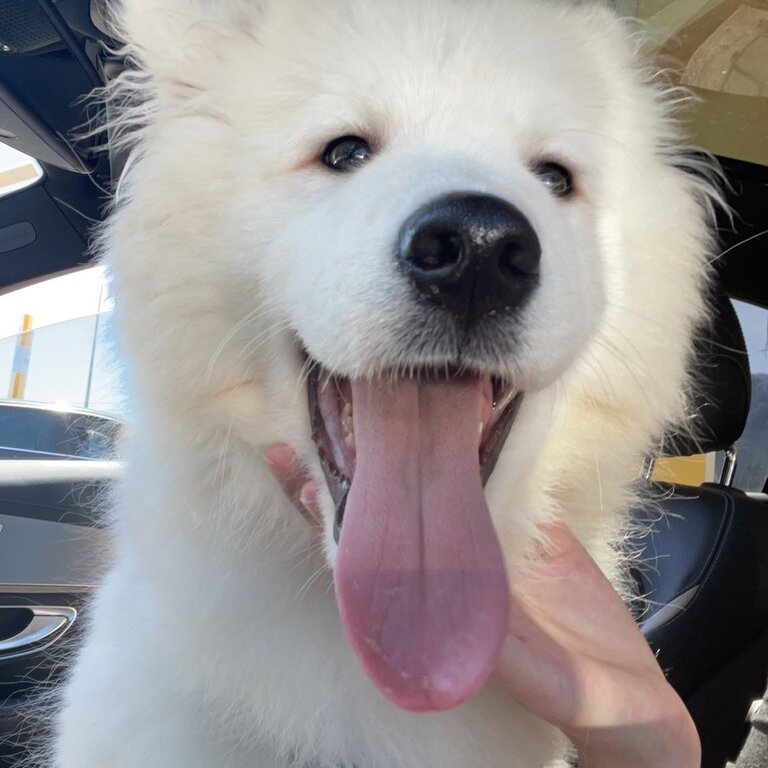 Samoyed needing to be rehomed 