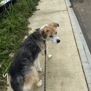 Border Collie Mix