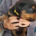 Purebred Rottweiler -4