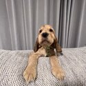 Purebred English cocker spaniel puppies -2