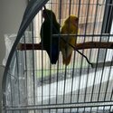 Free 2 lovebirds (yellow and green)-0