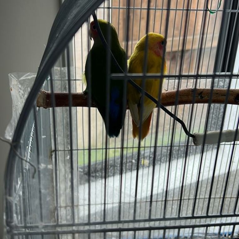 Free 2 lovebirds (yellow and green)