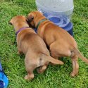 Absolutely affordable Bullmastiff Puppies – Ready for their new homes-1