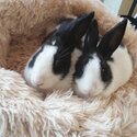 Giant PureBreed Baby Rabbits -3