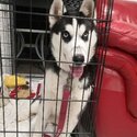 6 month female husky puppy for sale -2