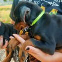 Double Doberman Pinscher pup cuteness-2