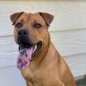 Loving dog in need of a new home-0