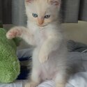 Purebred ragdoll kitten-3