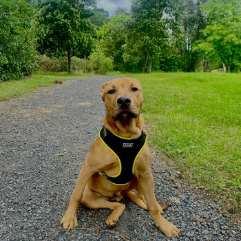 pitbull/shar pei 