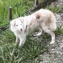 Tri black and white border collie -1