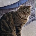 Ziggy tabby Scottish fold deleted male-0